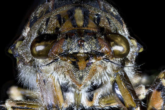 Image of clapping cicada