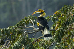 Image of Great Indian Hornbill