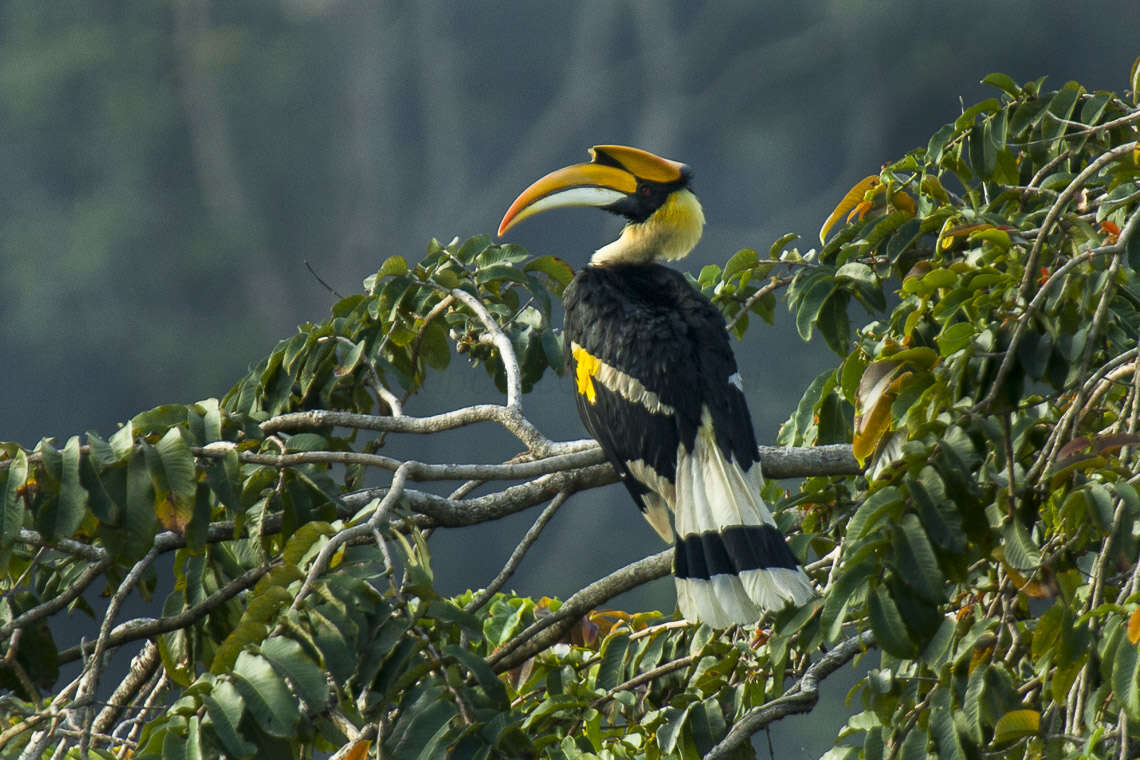 Image of Great Indian Hornbill