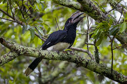 Image of Trumpeter Hornbill