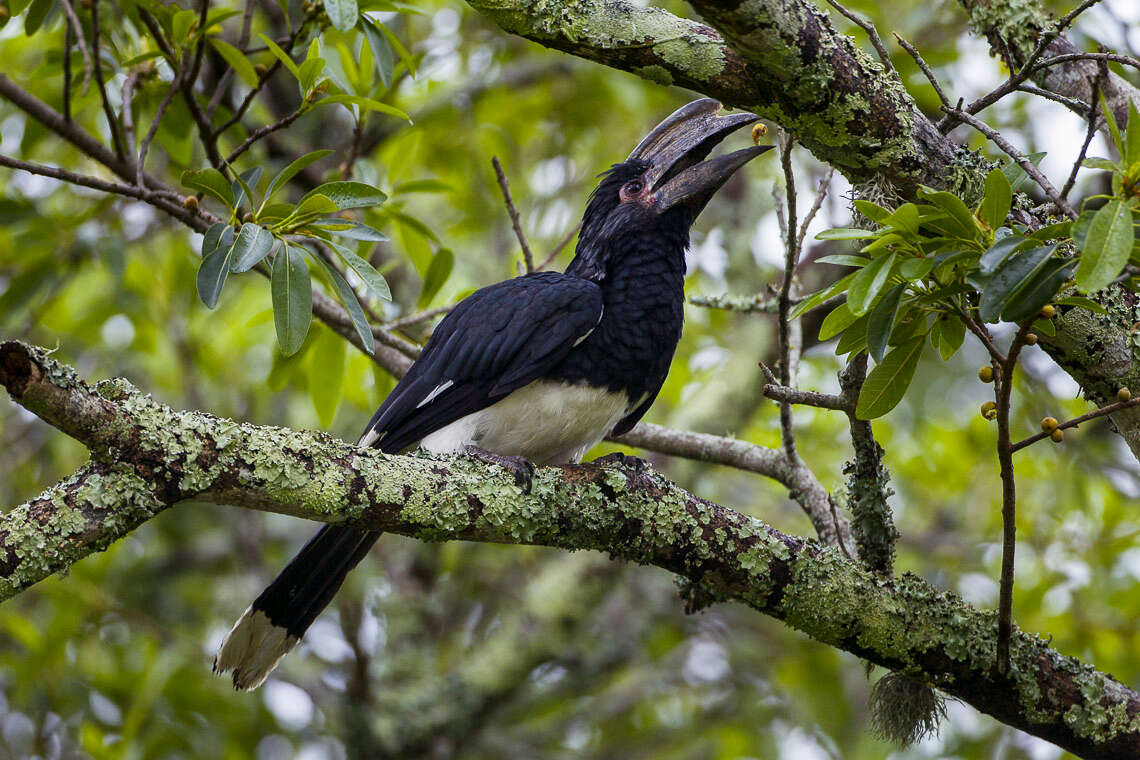 Image of Trumpeter Hornbill