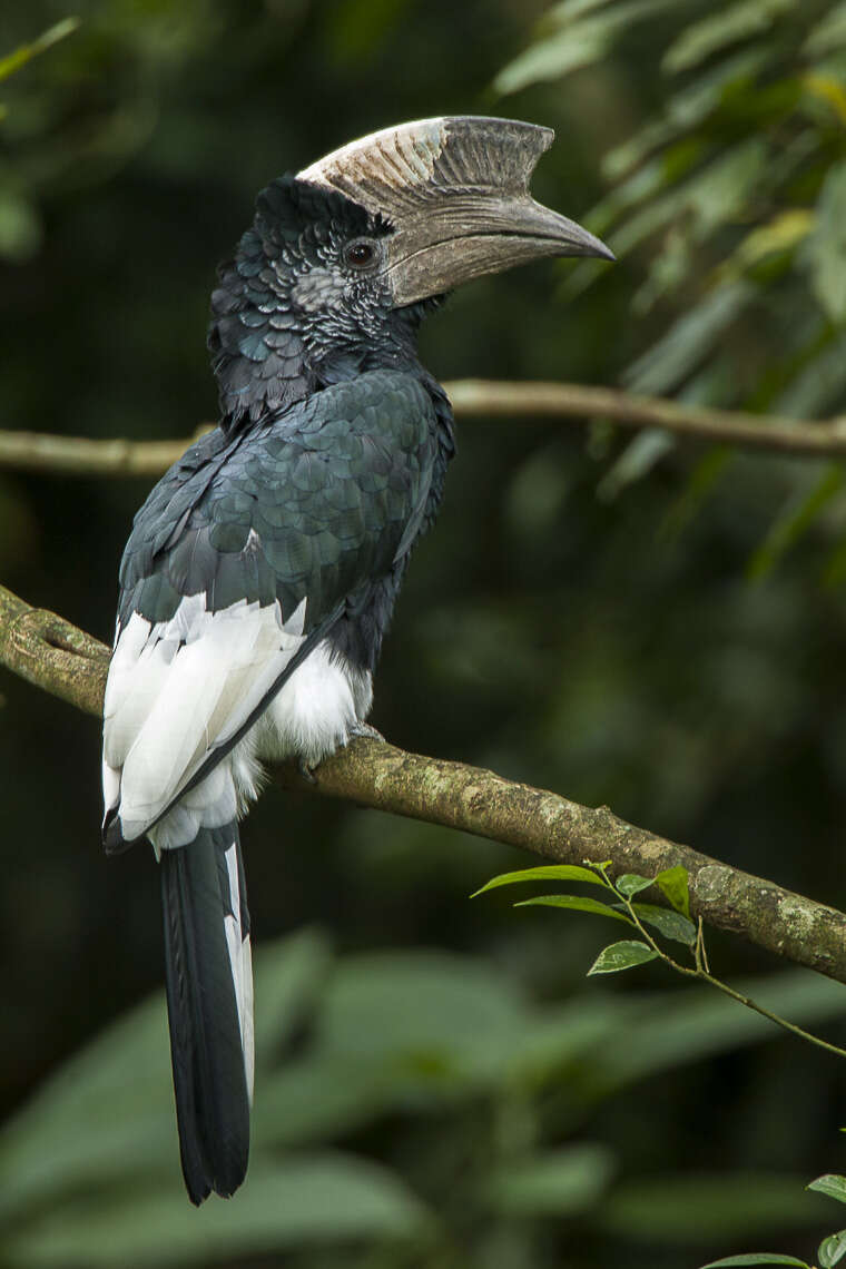 Image of Black-and-white Casqued Hornbill