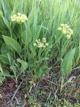 Image of Heart-leaved meadow parsnip