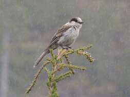 صورة Perisoreus canadensis obscurus Ridgway 1874