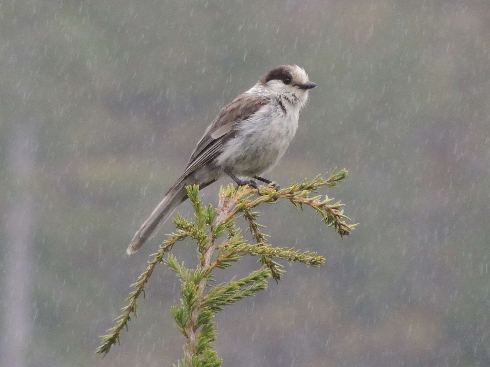 صورة Perisoreus canadensis obscurus Ridgway 1874