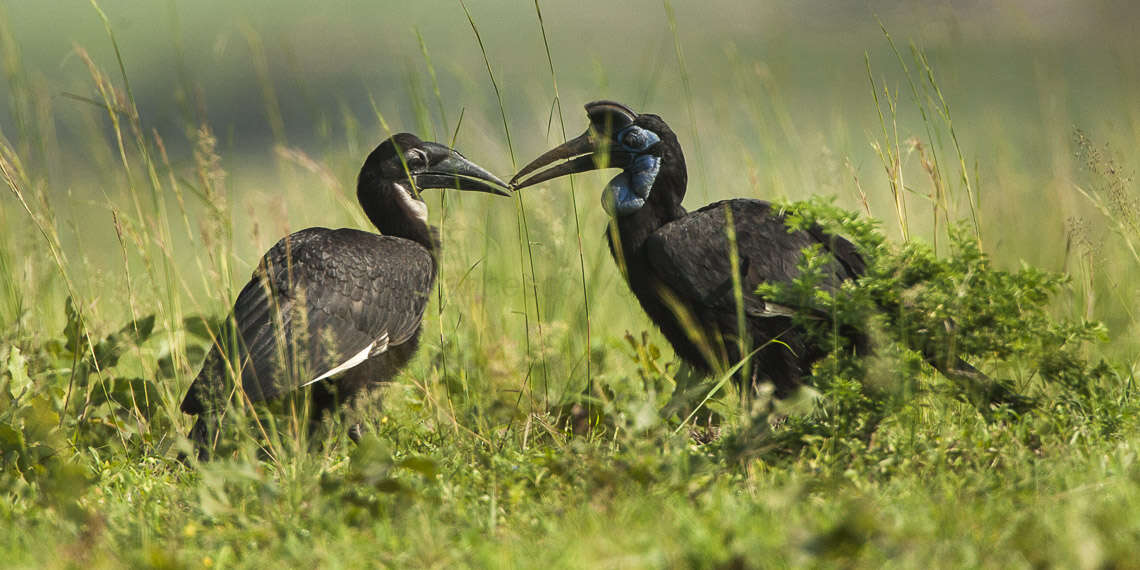 Image of Abyssinian Ground Hornbill