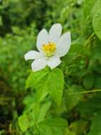 Image of Dalechampia tamifolia Lam.