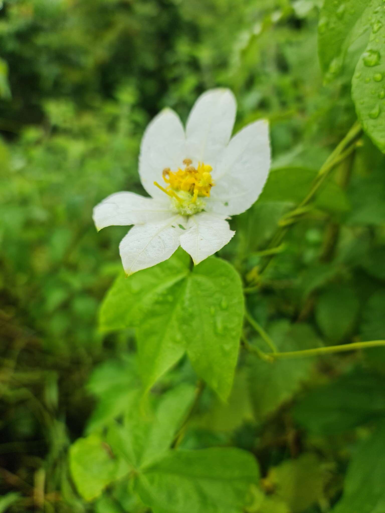 Image of Dalechampia tamifolia Lam.