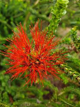 Image of Melaleuca aestiva (K. J. Brooks) Craven & R. D. Edwards