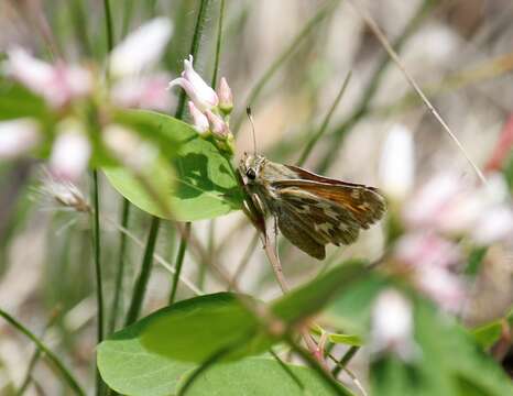 Слика од Hesperia lindseyi (W. Holland 1930)