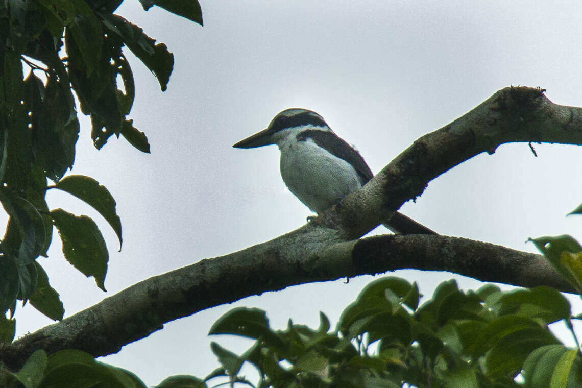 Image of Sombre Kingfisher