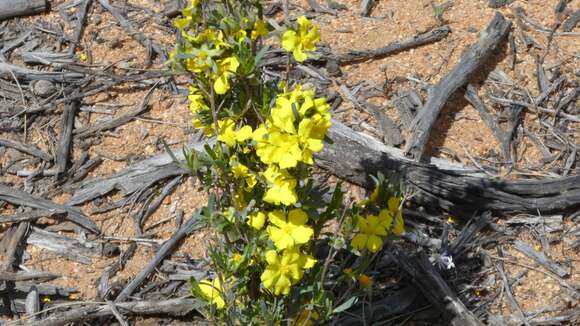 Image of Hibbertia glomerosa var. glomerosa