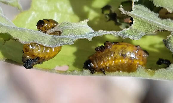 Image of Three-lined Potato Beetle