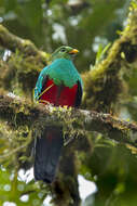 Image de Quetzal doré