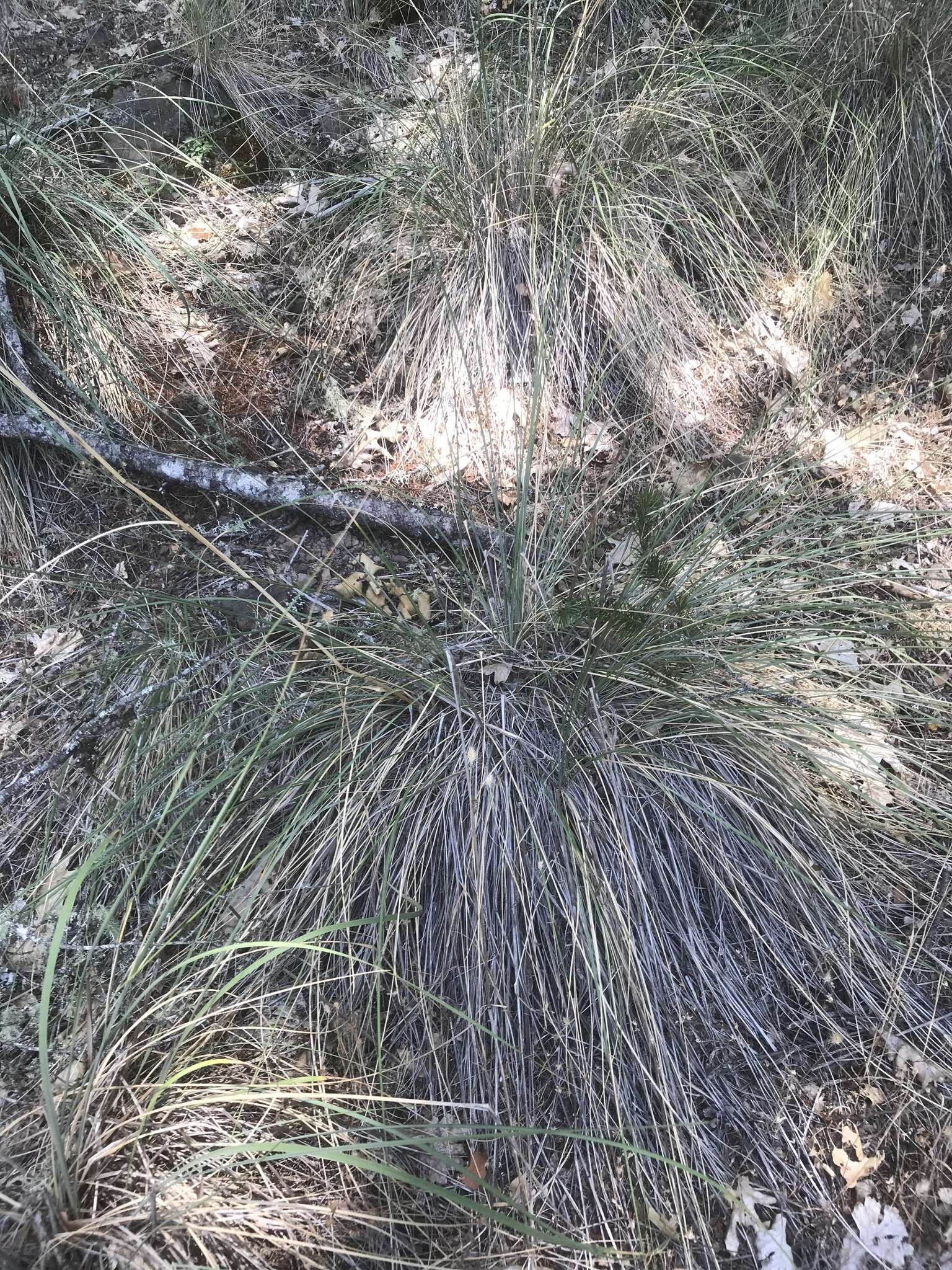 Plancia ëd Festuca californica Vasey