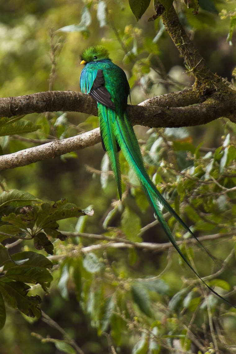 Image of Magnificent Quetzal