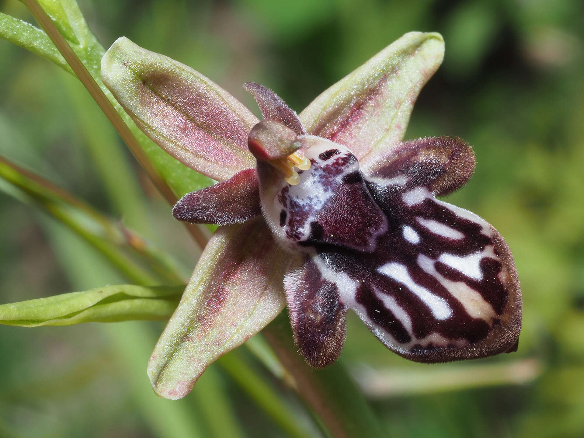 Image of Ophrys cretica subsp. cretica