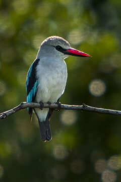 Image of Senegal Kingfisher