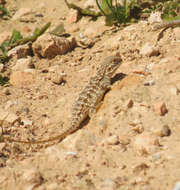 Ctenophorus pictus (Peters 1866) resmi