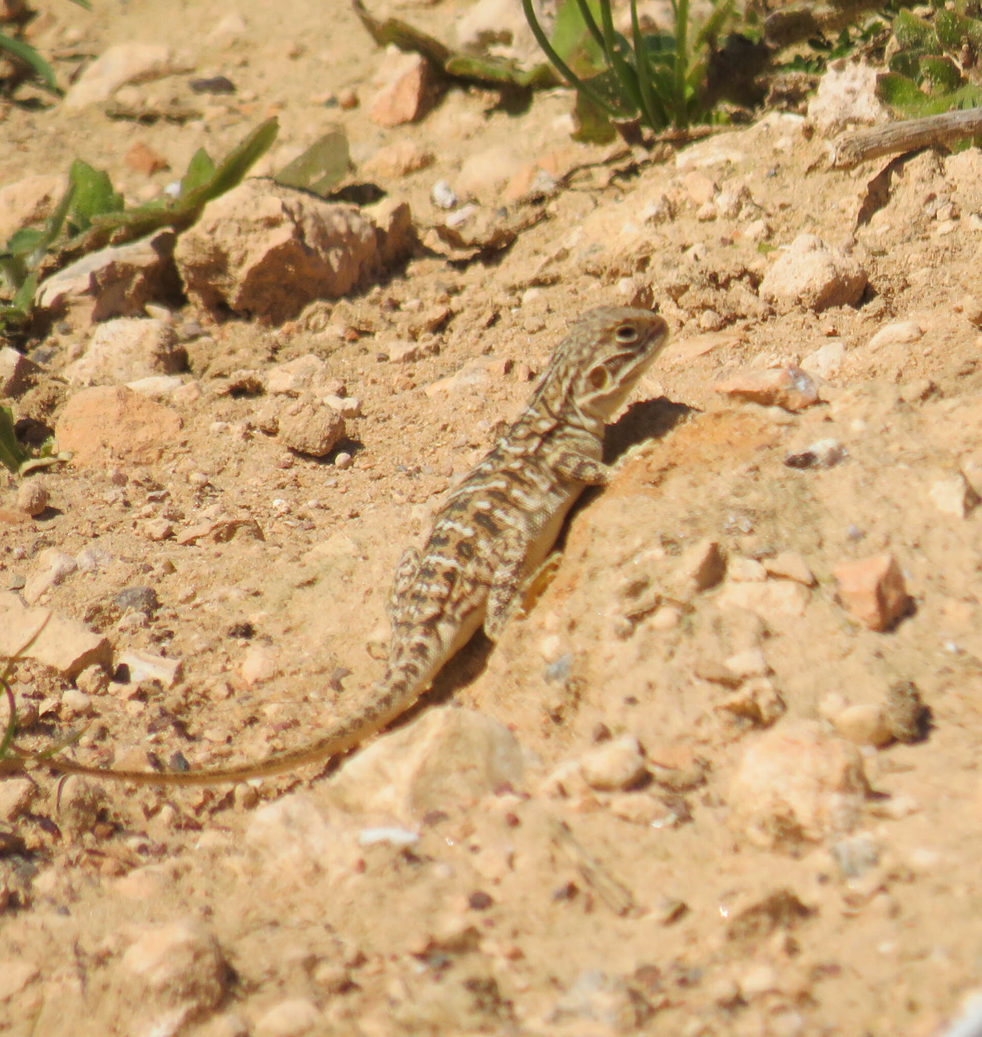 Ctenophorus pictus (Peters 1866) resmi