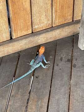 Image of Agama lionotus dodomae Loveridge 1923