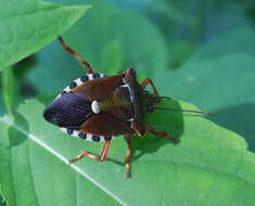 Image of <i>Pinthaeus sanguinipes</i>