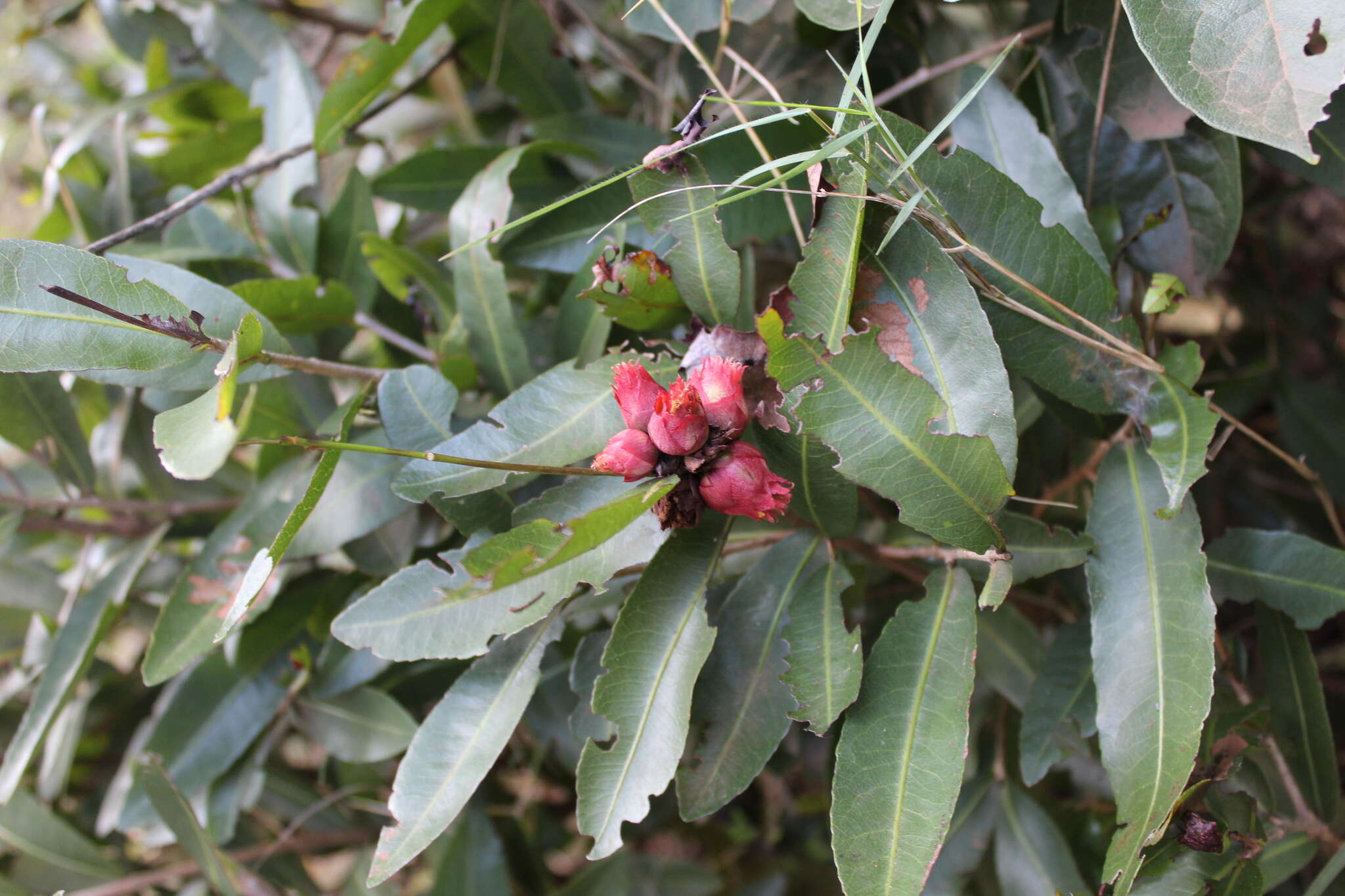 Image of Ochna natalitia (Meissn.) Walp.