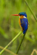 Image of Alcedo cristata