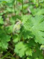 Image of Glandular Crane's-bill