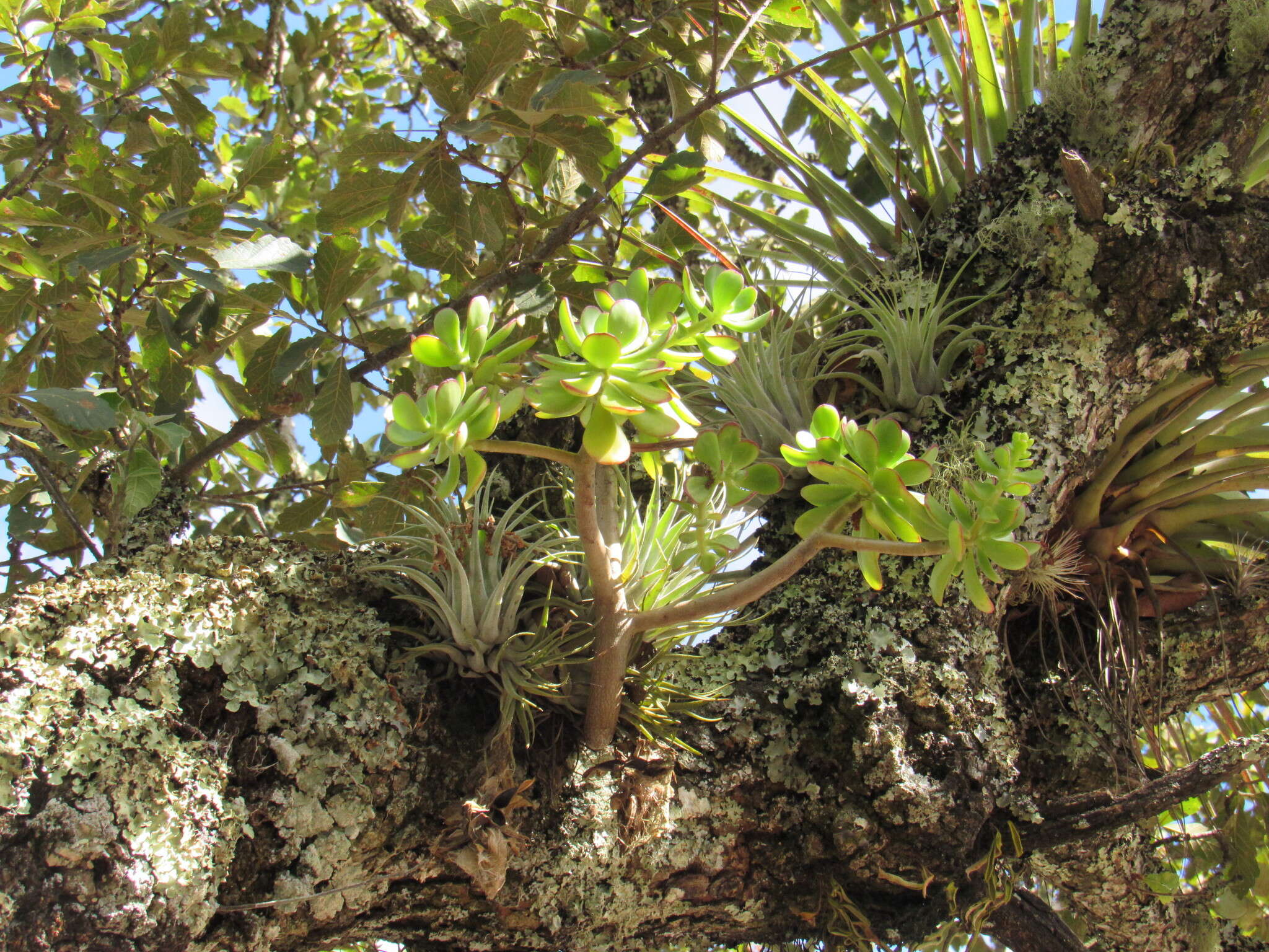 Image of tree stonecrop