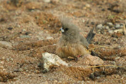 Image of White-backed Mousebird