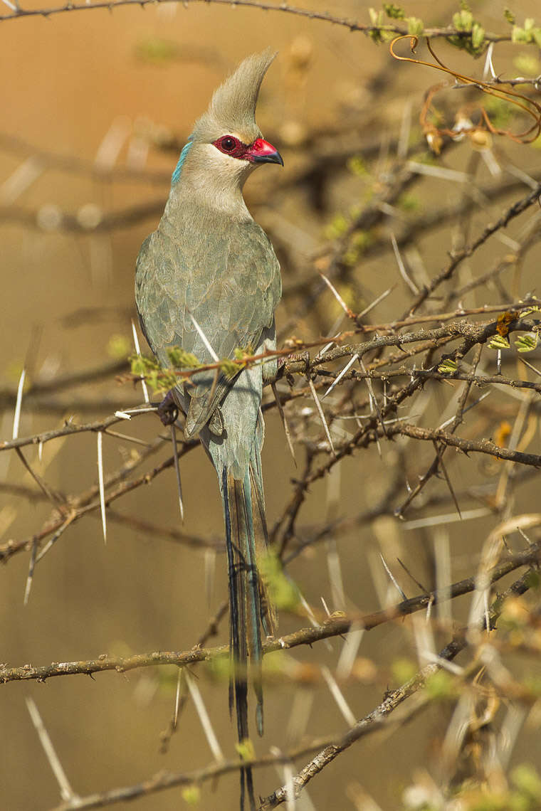 Image of Blue-naped Mousebird