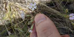 Image of Silene linnaeana V. N. Voroschilov