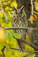 Image of Long-eared Owl