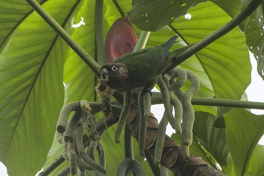 Image of Maroon-bellied Parakeet