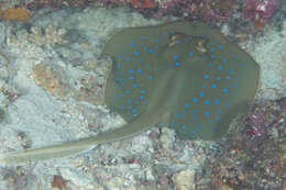 Image of Oceania fantail ray