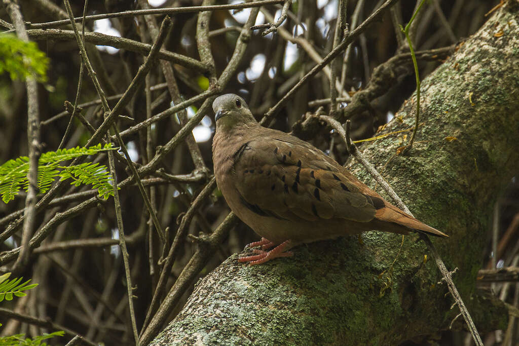 Image of Ruddy Ground Dove