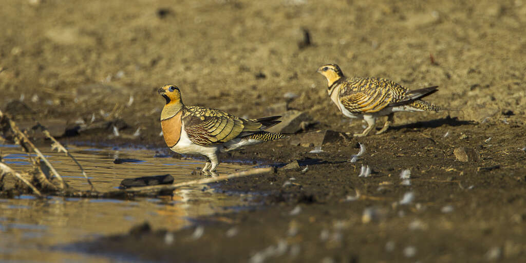 Image of Pin-tailed Sandgrouse