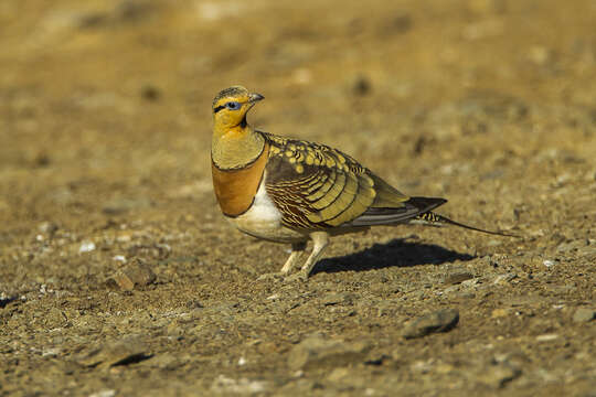 Image of Pin-tailed Sandgrouse