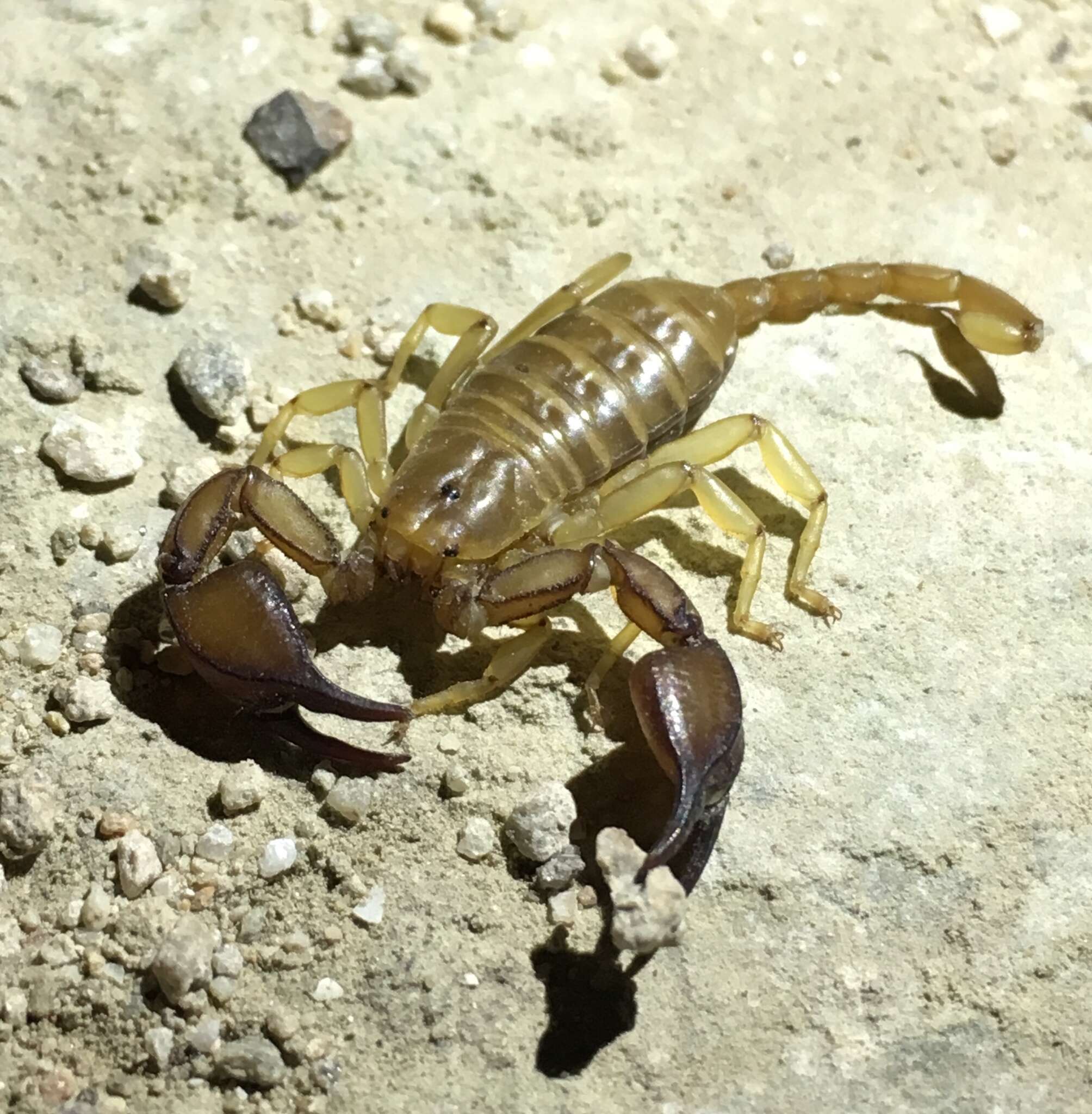 Image of Euscorpius tauricus (C. L. Koch 1837)