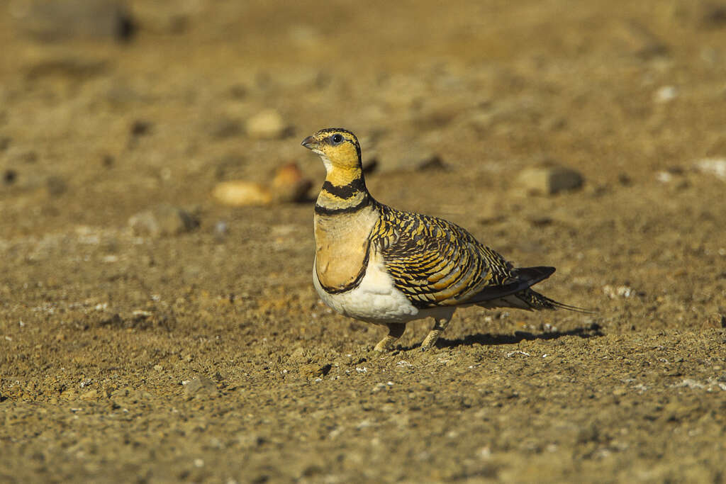 Image of Pin-tailed Sandgrouse