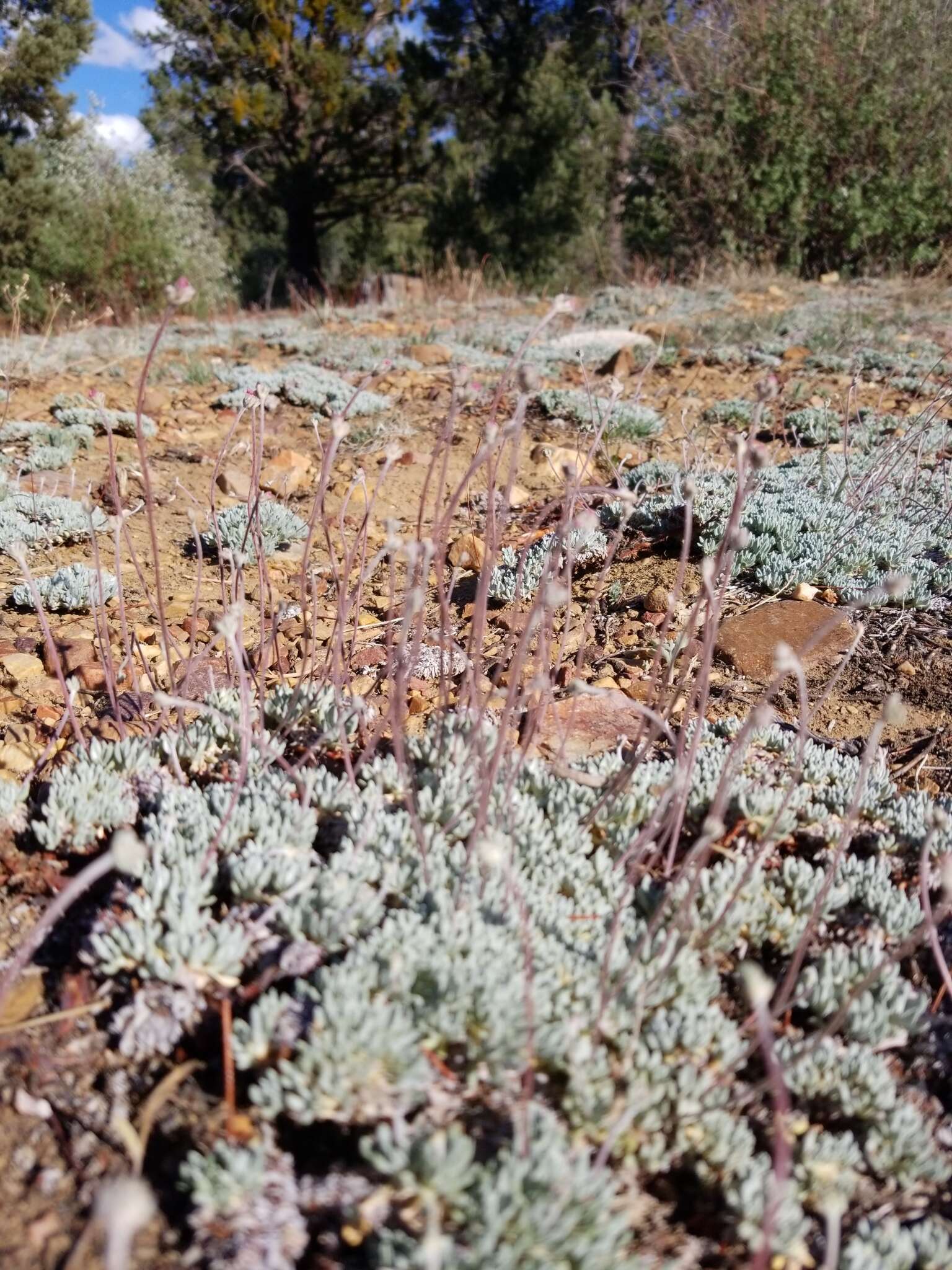 Image of Southern mountain wild-buckwheat