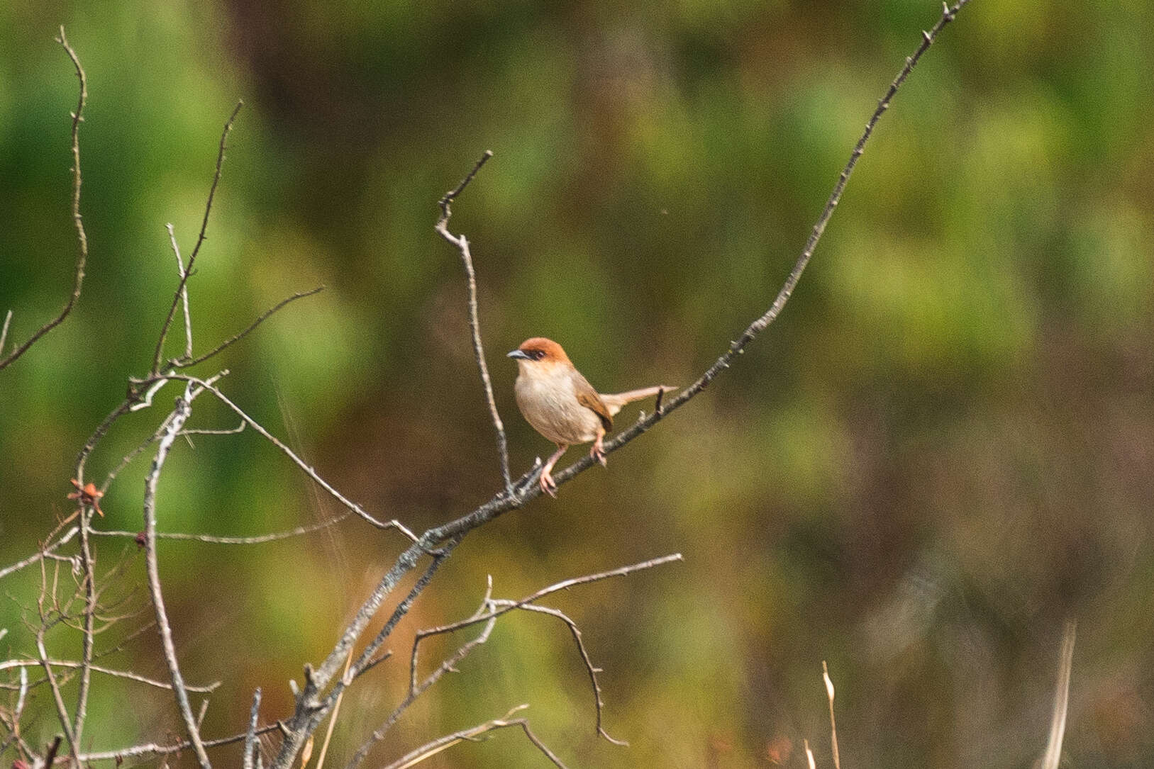 صورة Cisticola nigriloris Shelley 1897