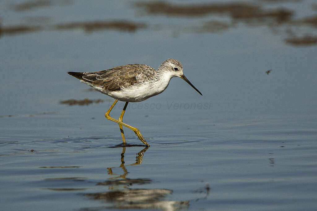 Image of Marsh Sandpiper