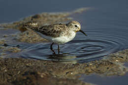 Imagem de Calidris minuta (Leisler 1812)