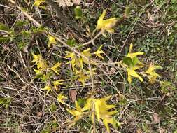 Image of weeping forsythia