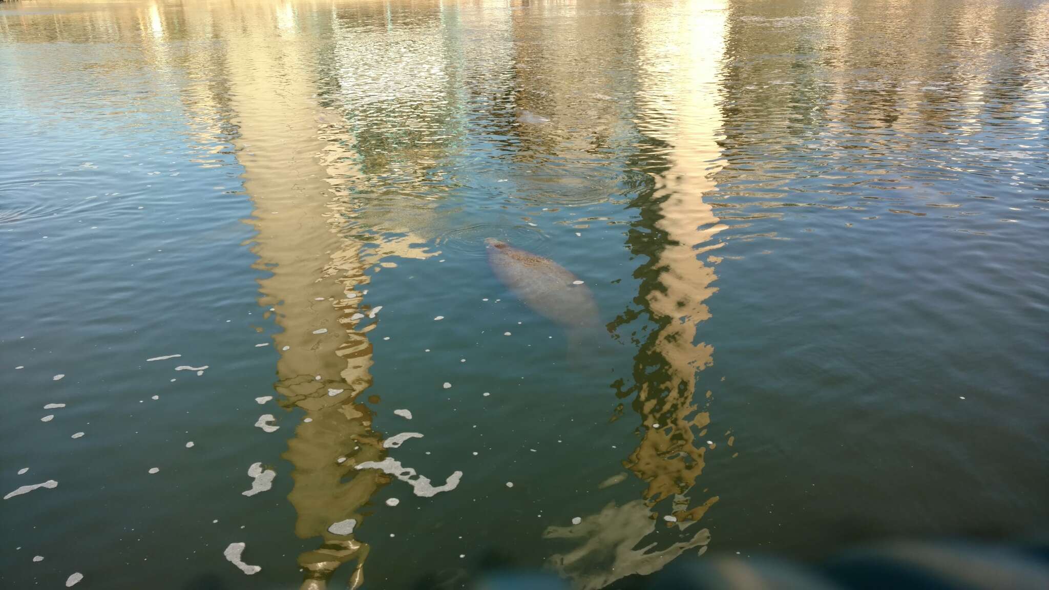 Image of manatees