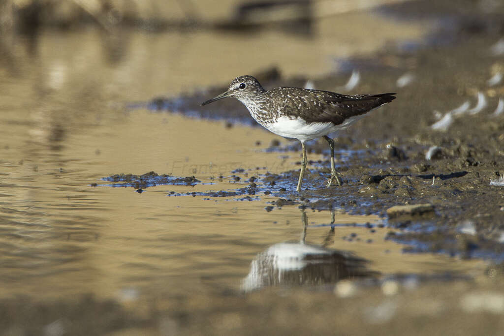 Image of Green Sandpiper