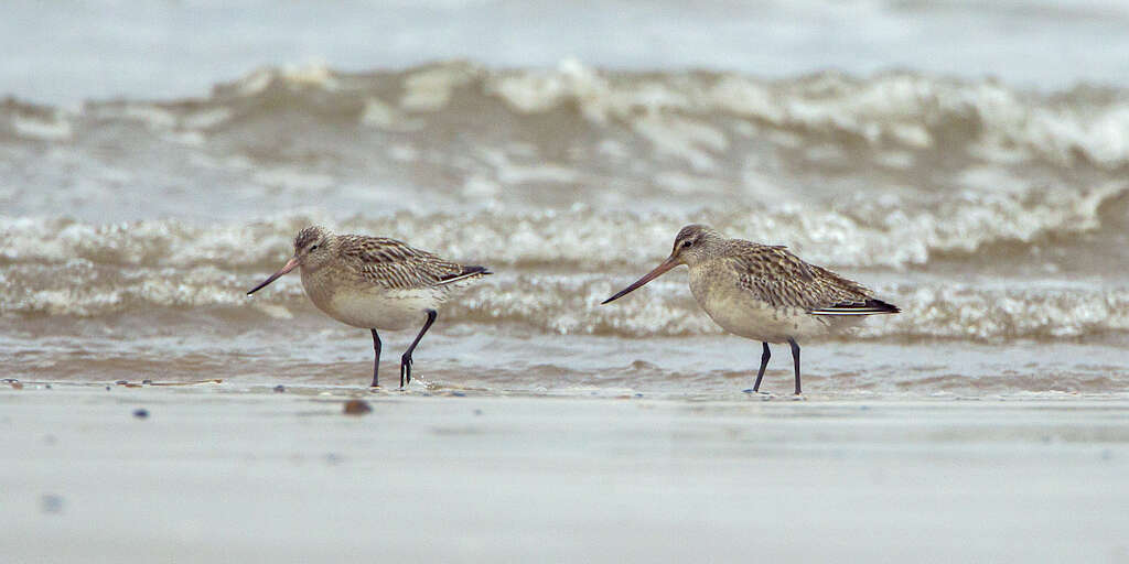 Image of Bar-tailed Godwit