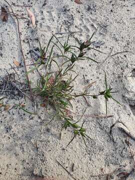 Image of Hibbertia vaginata (Benth.) F. Müll.